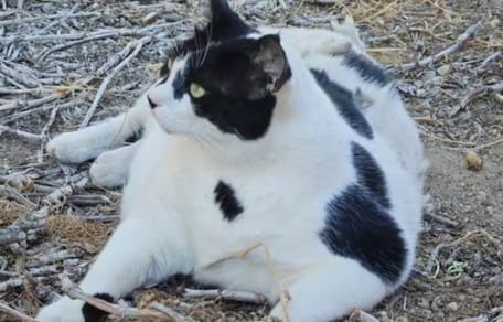 Griekse kat Chonkus Maximus is een wereldster op Kreta