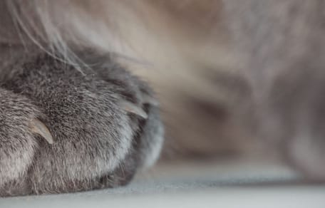 Cosa fare in caso di unghia incarnita nel gatto?