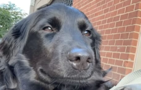Grim le chien