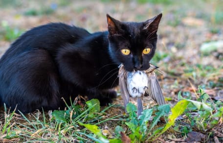 gripe aviar en gatos