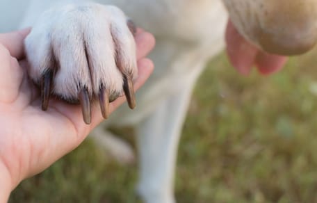 Gros plan sur un chien qui donne sa patte