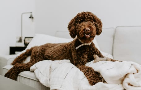 Grote studie naar designerhonden geeft nieuwe inzichten