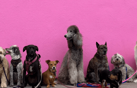 Group of different breed dogs sitting on pavement