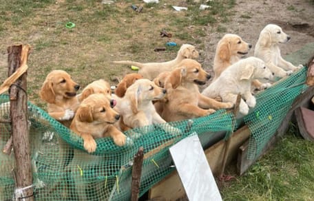 Grupa golden retrieverów