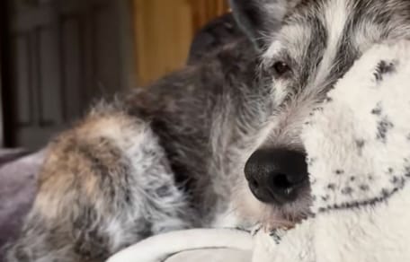 Hund Ghünter