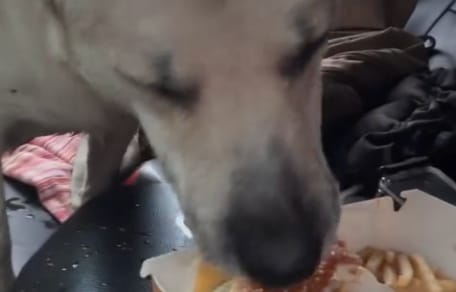 Gus il cane