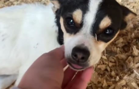 hallazgo en un gallinero