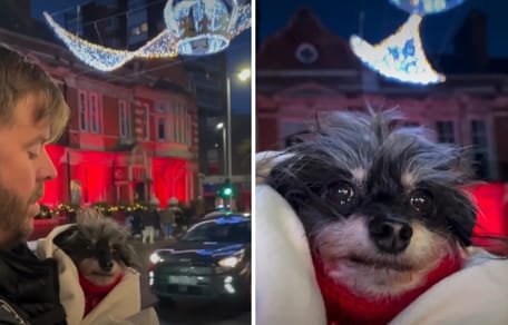 Halter zeigt Hund die Weihnachtsbeleuchtung