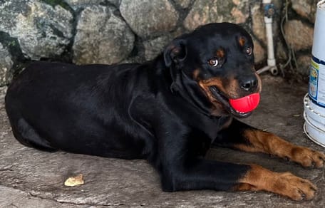 Han Solo le chien