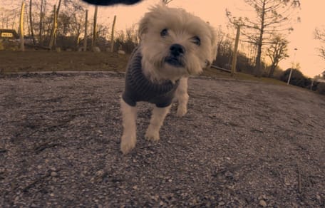 Haustiere Bodycam Feuerwerk
