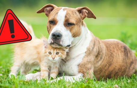 Gli animali domestici dovrebbero essere al sicuro l'11.09.2025