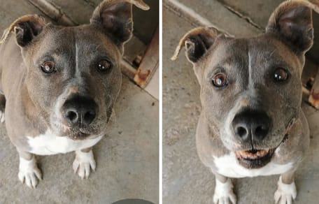 Heclair, chienne à adopter