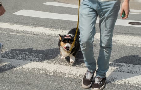 Heeft een hond voorrang op een zebrapad?