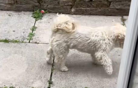 Henry il cane
