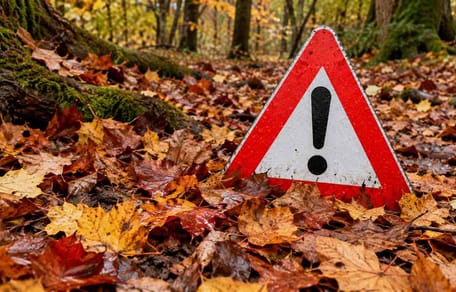 Herbstlaub
