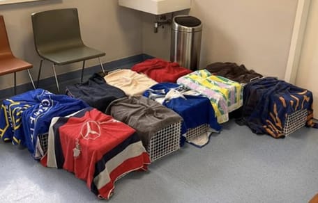 Het kittenseizoen komt er weer aan, dus topdrukte voor de asielen