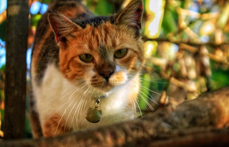 Het verplicht chippen van je kat wordt uitgesteld