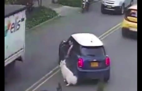 hombre arrastra a perro en Bogotá