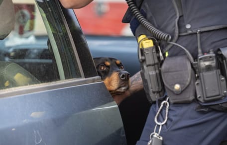 Hond 24 uur lang opgesloten in auto Rotterdam bevrijd door politie