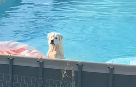 Hond Bear wordt gesnapt in het zwembad