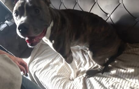 Hond Beavis zat weken alleen thuis na arrestatie baasjes