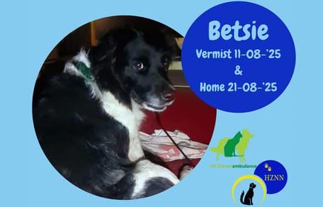 Hond Betsie was spoorloos na een dodelijk ongeval, maar na 10 dagen is ze gevonden
