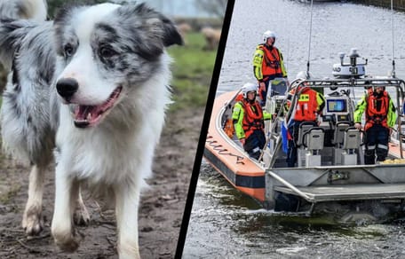 Hond Blue in Drimmelen helaas dood aangetroffen