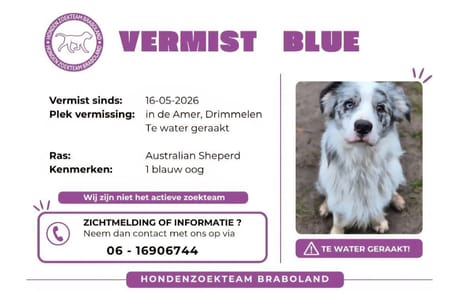 Hond Blue uit Drimmelen nog steeds vermist