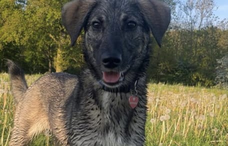 Hond Bonny is eindelijk weer terecht