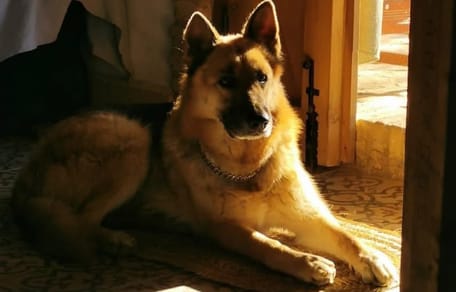 Hond burgemeester wordt vermoord