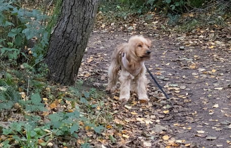 Hond Chicky vastgebonden aan boom omdat eigenaar geen opvang kon vinden