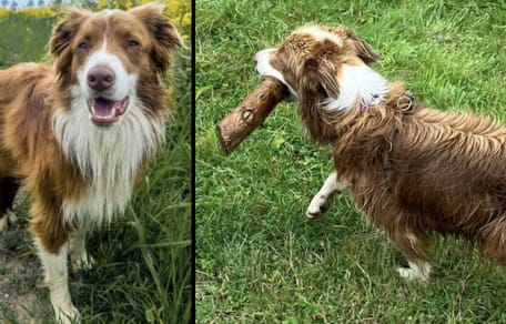 Hond Daisy verdween spoorloos en is nog steeds niet gevonden