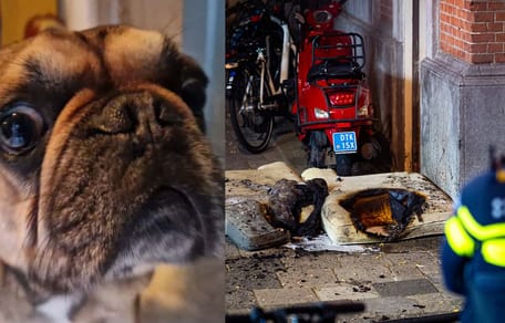 Hond "Dog" en studenten in Rotterdam ternauwernood ontsnapt aan brand