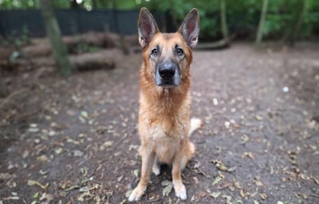 Hond Faith wordt ter adoptie aangeboden