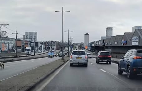 Hond Floortje gered van razenddrukke weg door politie