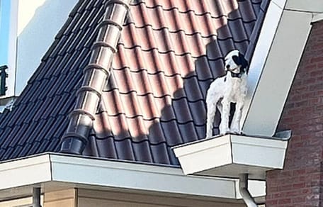 Hond Guus moest uit dakgoot gered worden door brandweer
