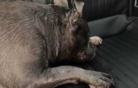 Hond in Breda ternauwernood gered van dood door hitte