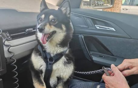 Hond in Den Bosch door politie uit hete auto gered