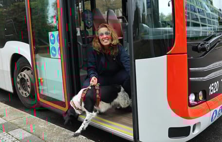 Hond in Den Haag maakt busrit zonder baasje