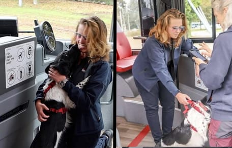Hond in Den Haag maakt busrit zonder baasje
