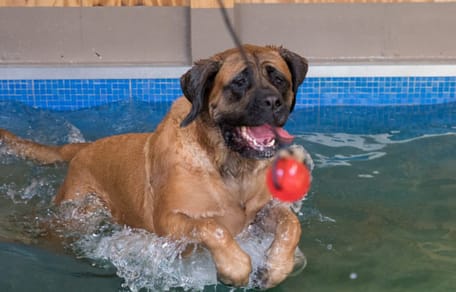 Hond in H2ond bad tegen onder andere atrose in Babyloniënbroek