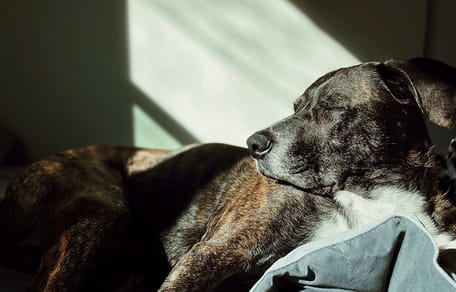 Je hond in laten slapen: wat je moet weten over deze zwarte dag