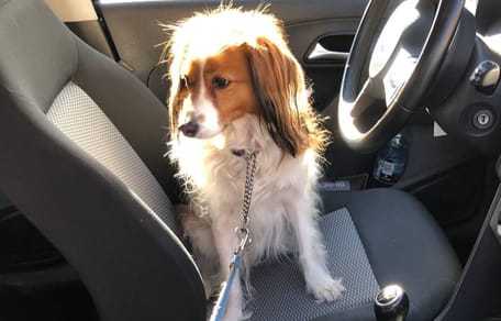 Hond in Oss wordt gered uit bloedhete auto
