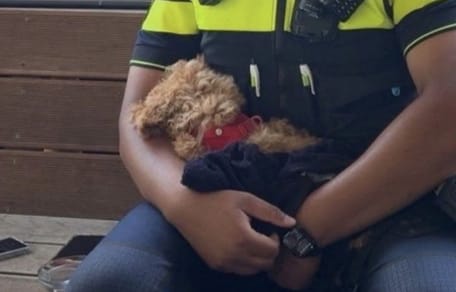 Hond in Wassenaar oververhit in kinderwagen aangetroffen