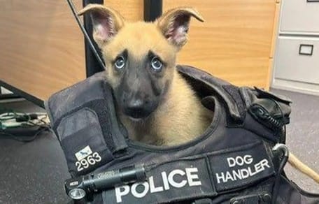 hond Jager gered en nu opgeleid als politiehond