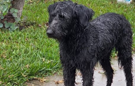 Hond Kirby verdween spoorloos, maar werd uiteindelijk weer gevonden