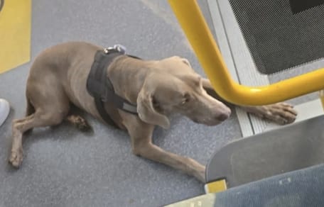Hond Lana alleen op pad met de bus naar de McDonalds