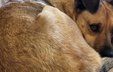 Hond Luka krijgt cocaïne en THC binnen na wandeling