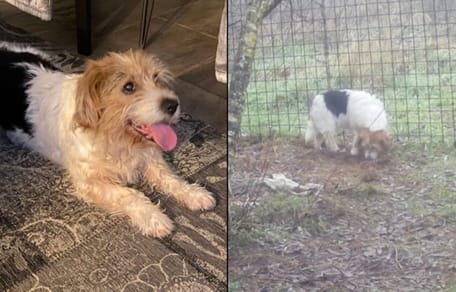 Hond Matty na een jaar weer teruggevonden in Brabant