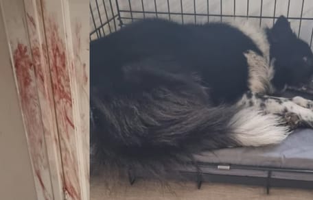 Hond Meghan ervaart enorme stress door vuurwerkknallen
